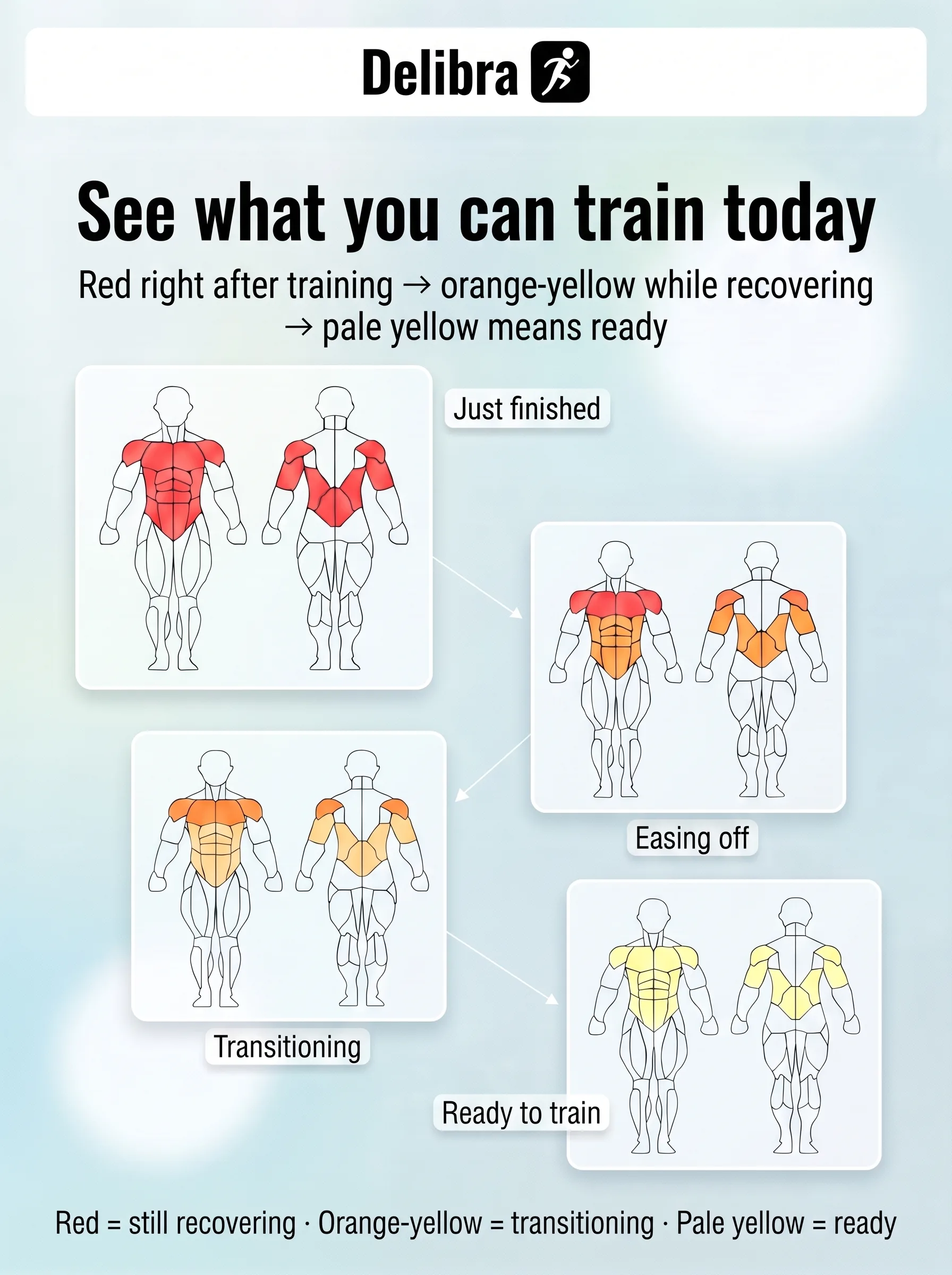 Delibra musculature widget color stages: just finished, easing off, transitioning, ready to train